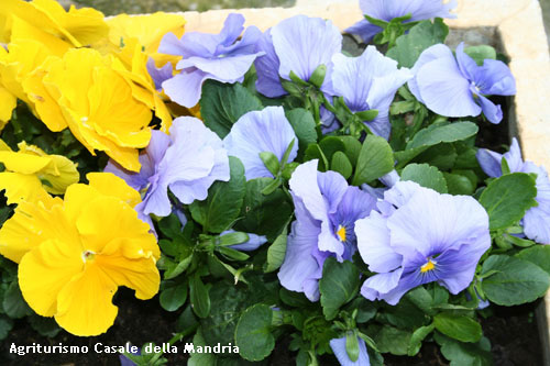 Fotografia di alcuni fiori presenti nel giardino del Casale