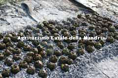 artichokes matticella